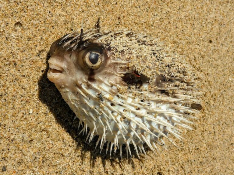 Fugu: Kelezatan Mematikan dari Lautan Jepang
